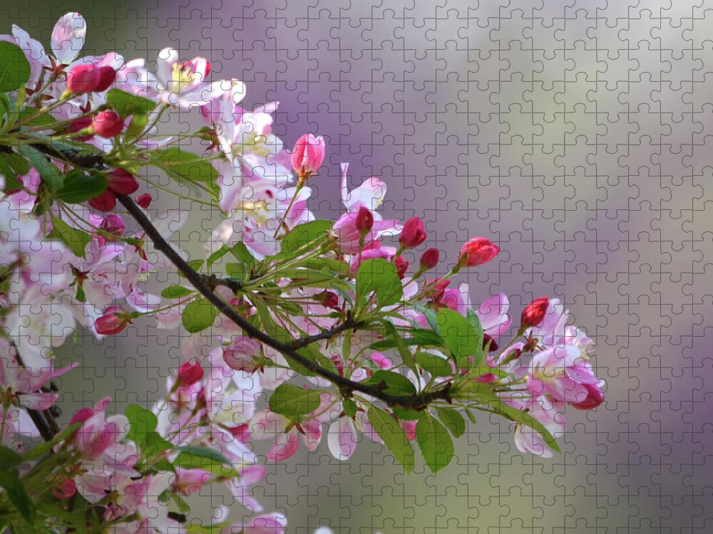 Flower Jigsaw Puzzle featuring the photograph Blossoms and Bokeh by Ann Bridges