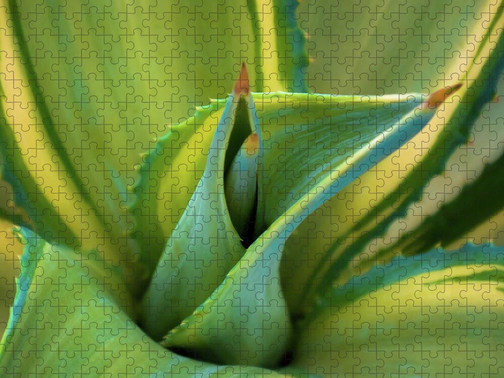 Blue Agave Jigsaw Puzzle featuring the photograph Blue Agave by Karen Wiles