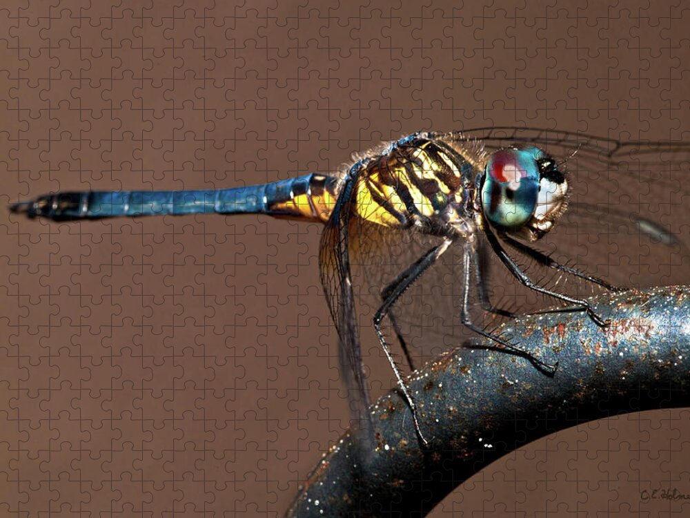 Dragonfly Jigsaw Puzzle featuring the photograph Blue and Gold Dragonfly by Christopher Holmes