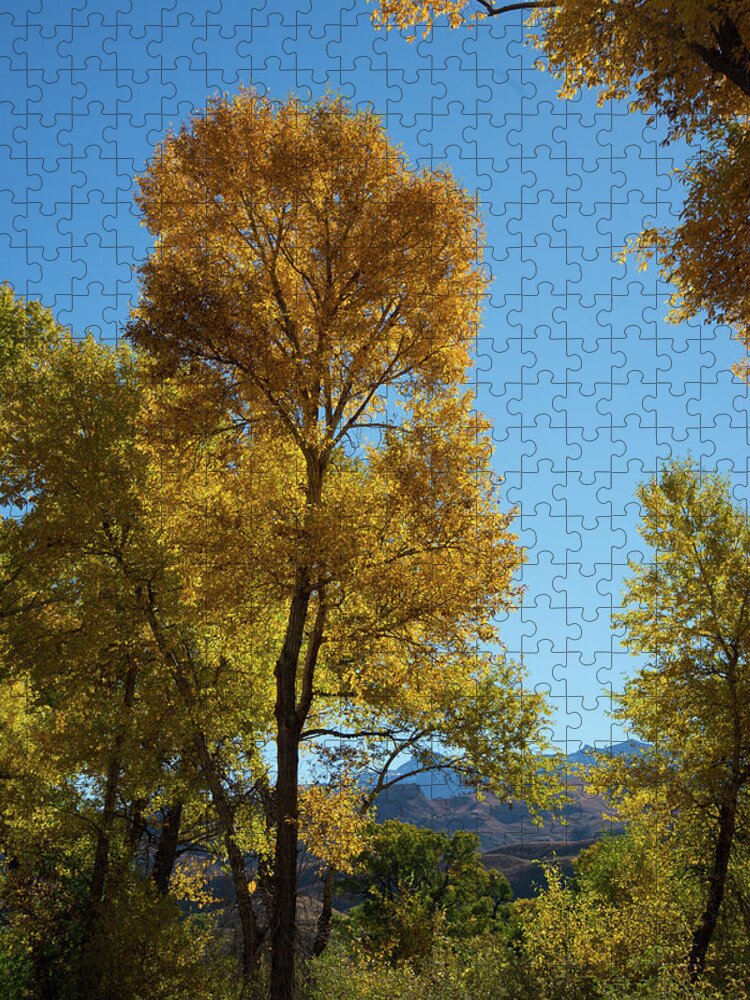 Cody Jigsaw Puzzle featuring the photograph Blue and Gold by Frank Madia