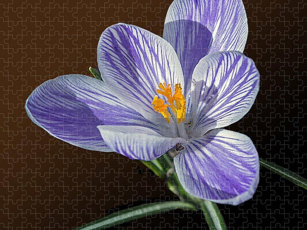 2d Jigsaw Puzzle featuring the photograph Blue And White Crocus by Brian Wallace