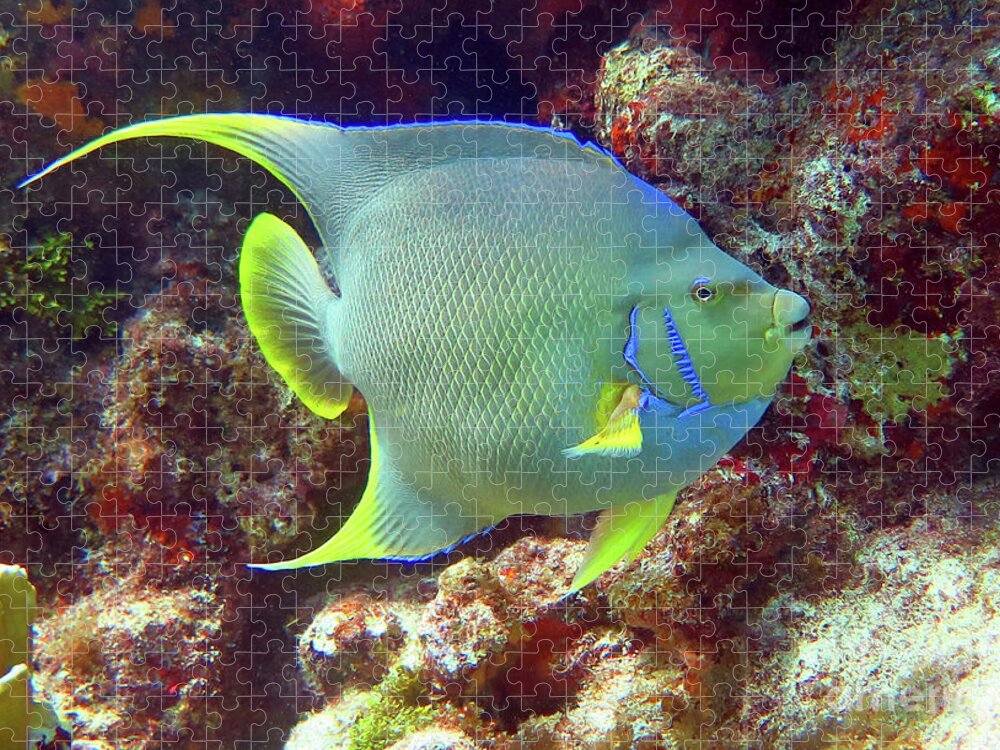 Underwater Jigsaw Puzzle featuring the photograph Blue Angelfish by Daryl Duda