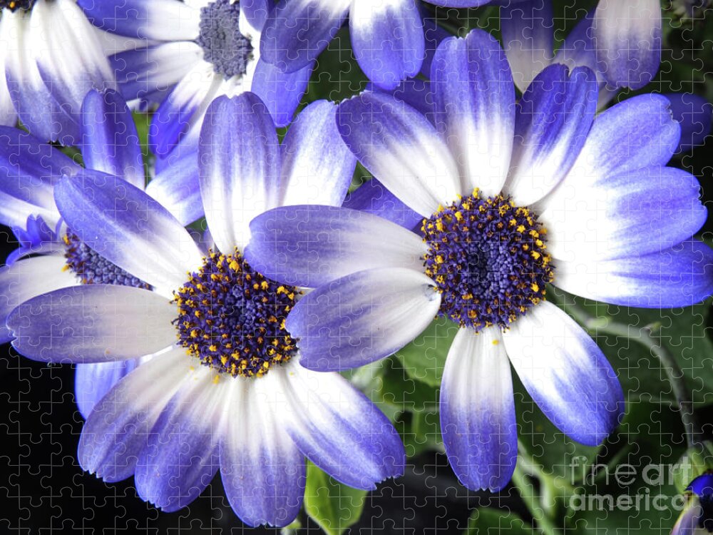 Flowers Jigsaw Puzzle featuring the photograph Blue Bi-Color Pericallis Senetti by Dorothy Lee