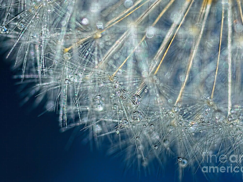Blue Dandelion Dew Jigsaw Puzzle featuring the photograph Blue Dandelion Dew by Kaye Menner by Kaye Menner