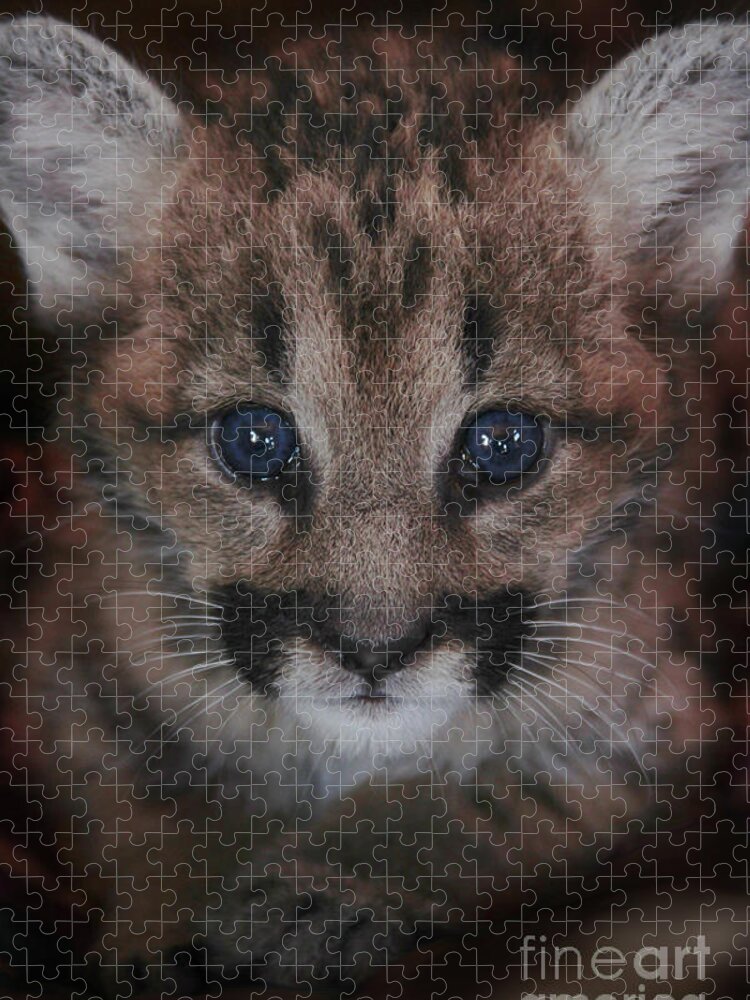 Cat Jigsaw Puzzle featuring the photograph Blue Eyed Baby by Becqi Sherman