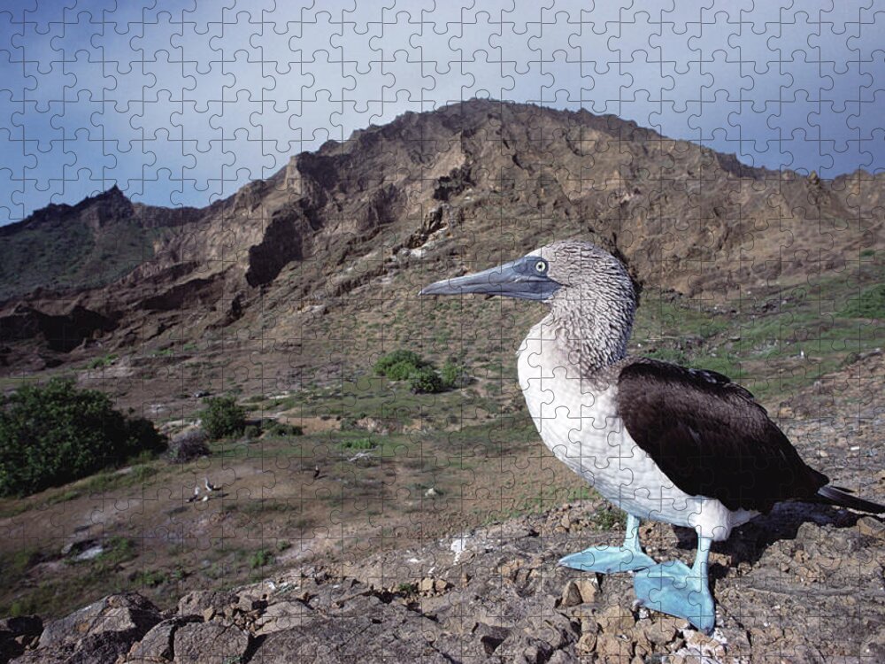 00143640 Jigsaw Puzzle featuring the photograph Blue-footed Booby Galapagos by Tui De Roy
