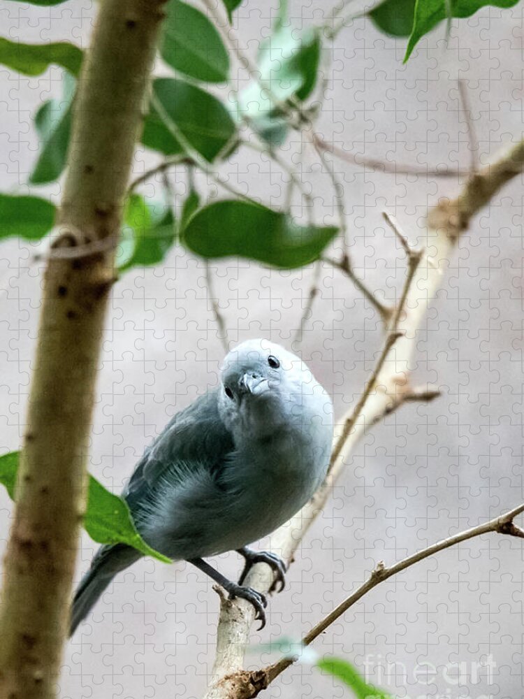 Bird Jigsaw Puzzle featuring the photograph Blue-Grey Tanager by Ed Taylor