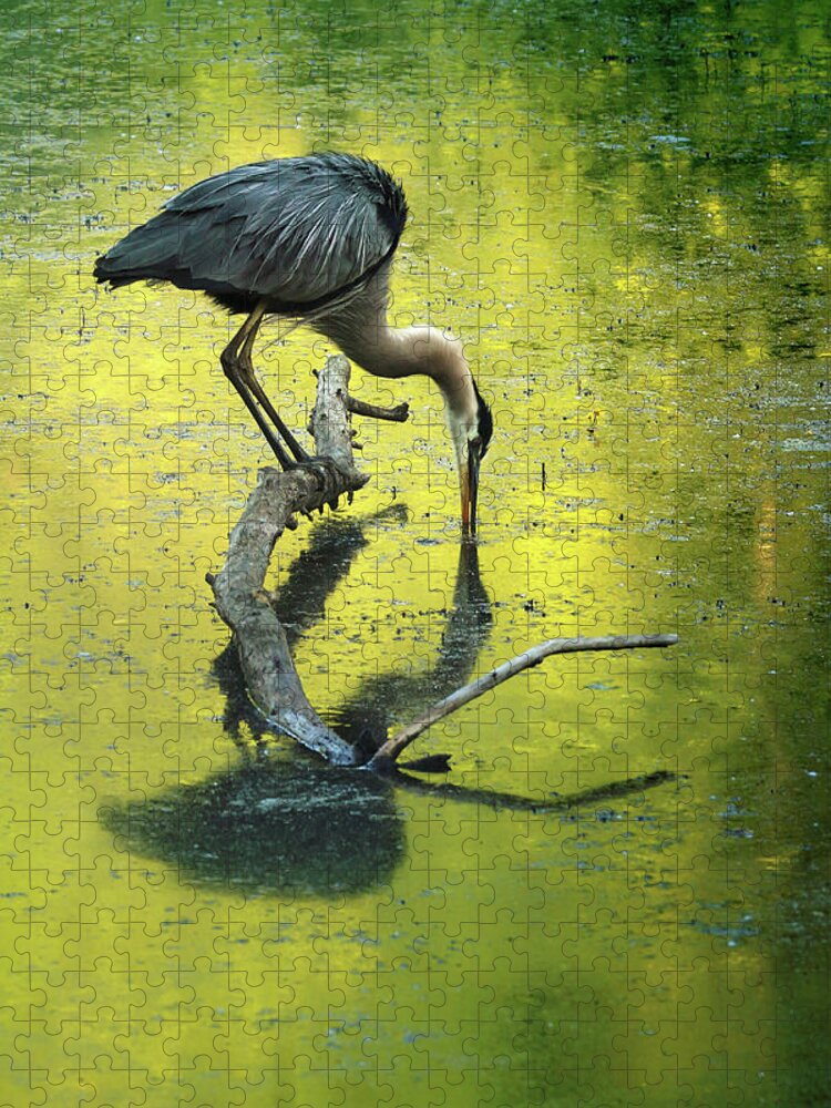 Blue Heron Jigsaw Puzzle featuring the photograph Blue Heron Reflection by Rob Blair