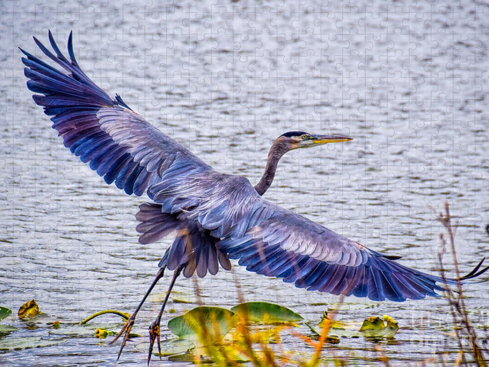 Peggy Franz Photography Jigsaw Puzzle featuring the photograph Blue Heron Take Off by Peggy Franz