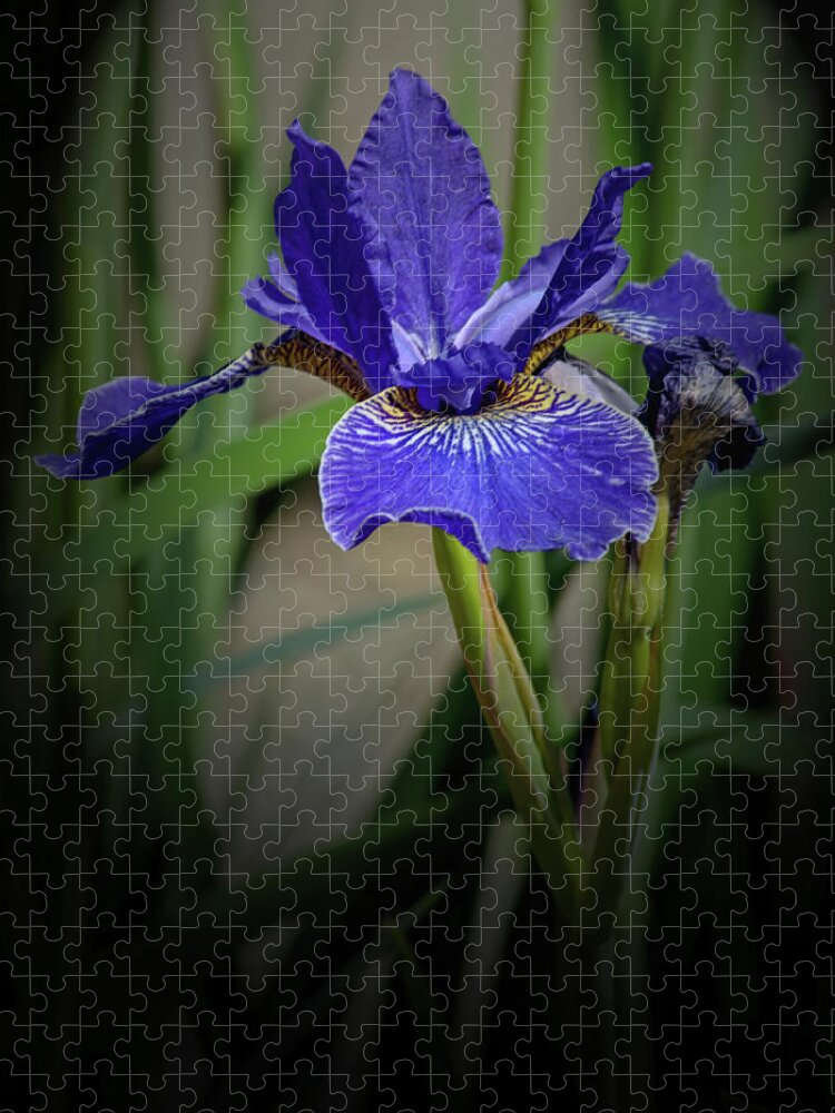 Florals Jigsaw Puzzle featuring the photograph Blue Iris by Tikvah's Hope