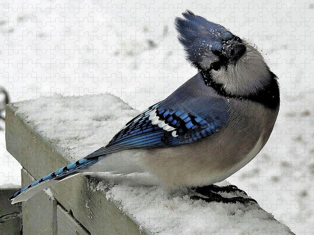 Blue Jay Jigsaw Puzzle featuring the photograph Blue Jay Begging for Another Peanut on a Snowy Day by Linda Stern