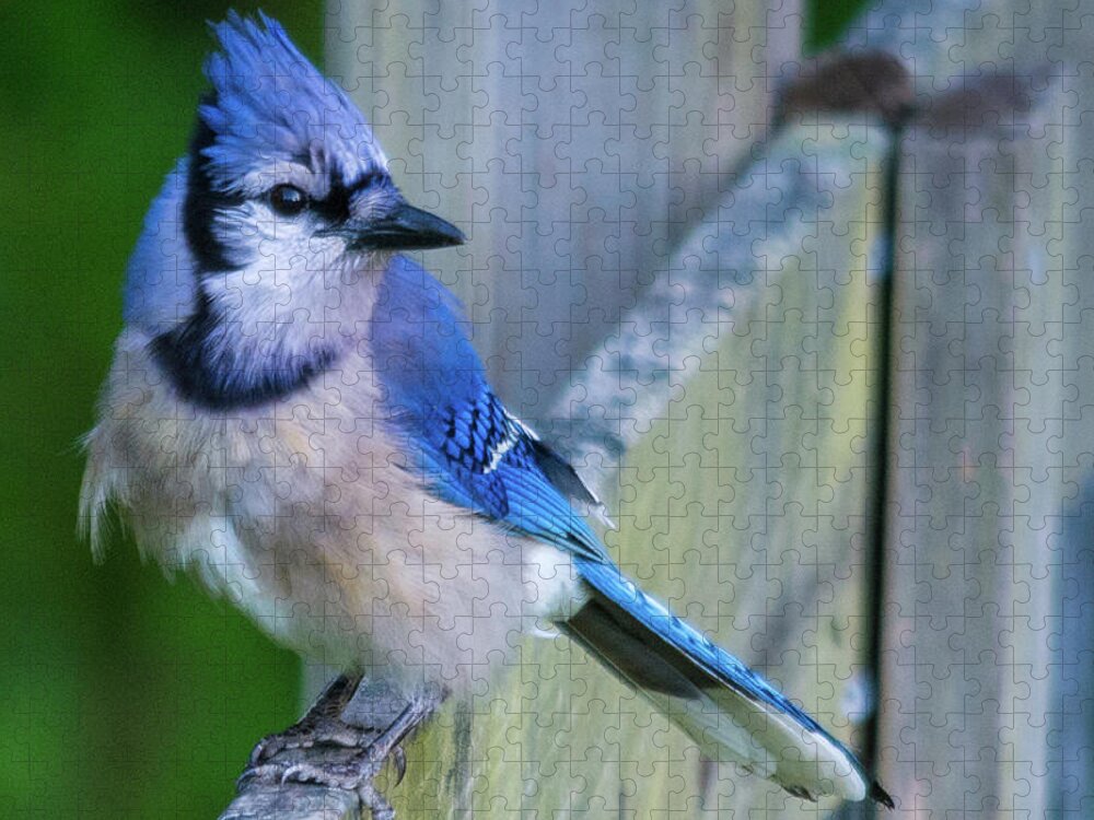 Blue Jay Jigsaw Puzzle featuring the photograph Blue Jay Fluffed by John Benedict