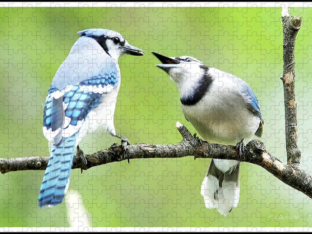 Blue Jay Jigsaw Puzzle featuring the photograph Blue Jay Parent Feeding Juvenile by A Macarthur Gurmankin