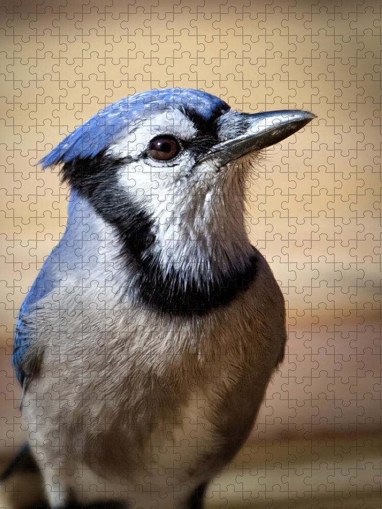 Blue Jay Jigsaw Puzzle featuring the photograph Blue Jay Portrait by Al Mueller