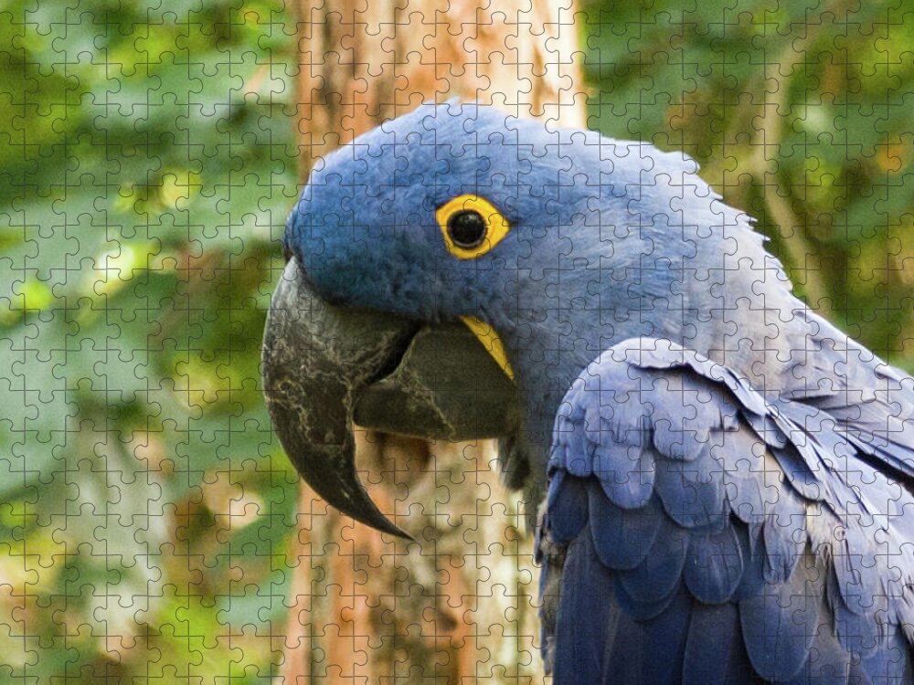 Zoo Jigsaw Puzzle featuring the photograph Blue Macaw by John Benedict