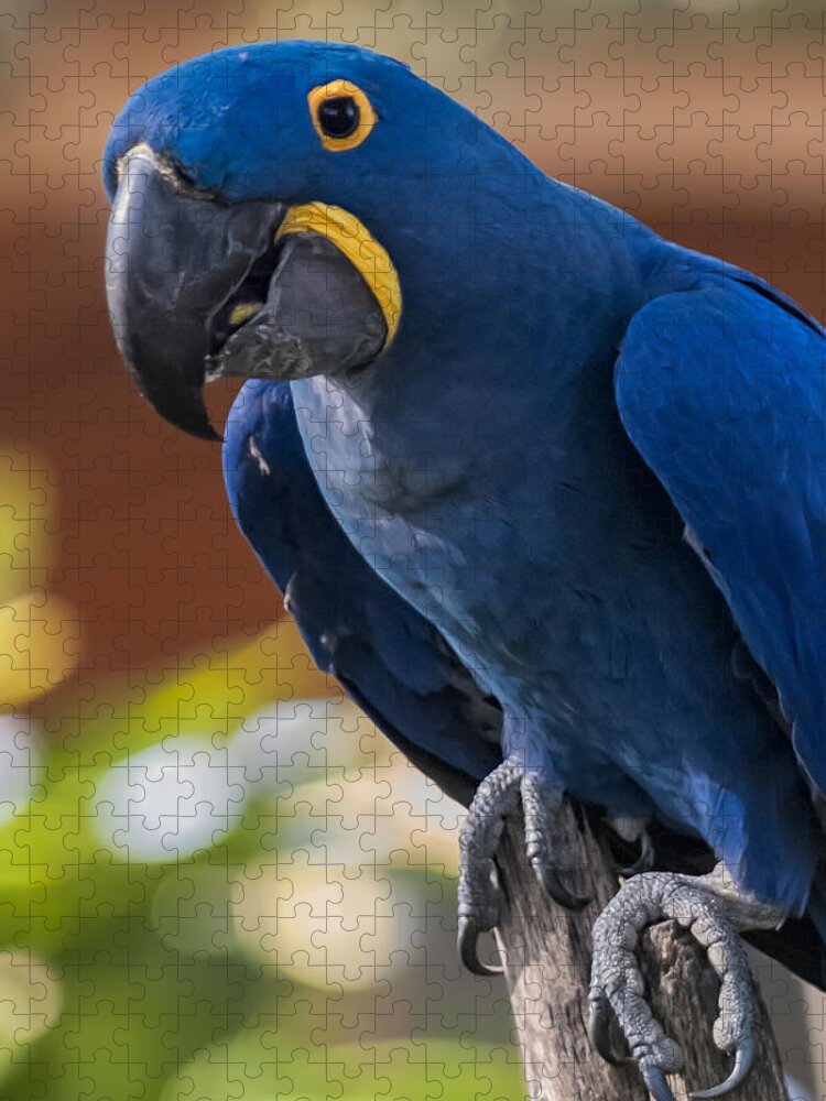 Florida Jigsaw Puzzle featuring the photograph Blue Macaw by Mark Myhaver