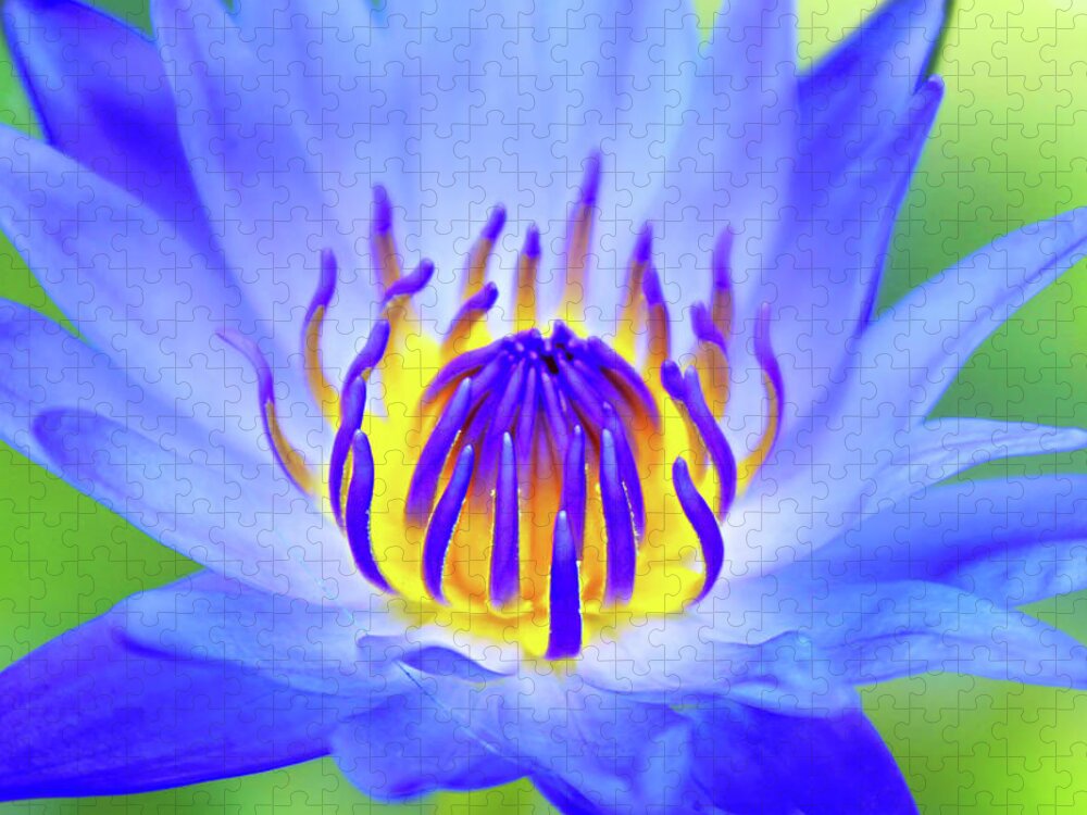 Lotus Jigsaw Puzzle featuring the photograph Blue Magic by Iryna Goodall