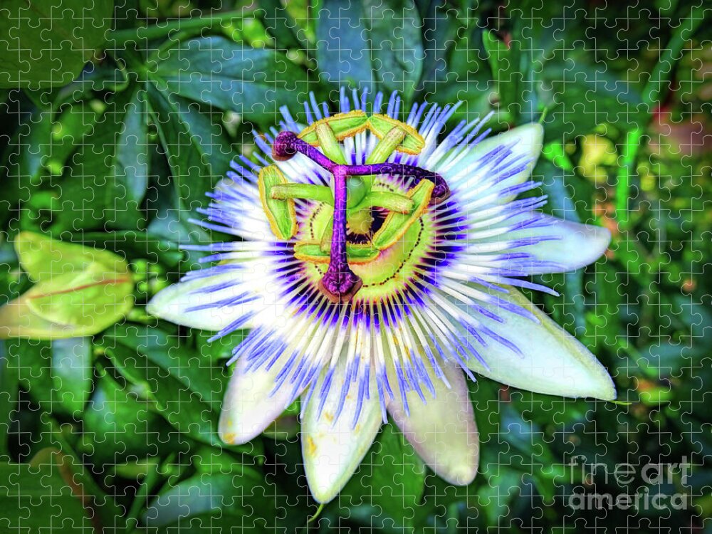 Flower Jigsaw Puzzle featuring the photograph Blue Passion Flower by Sue Melvin