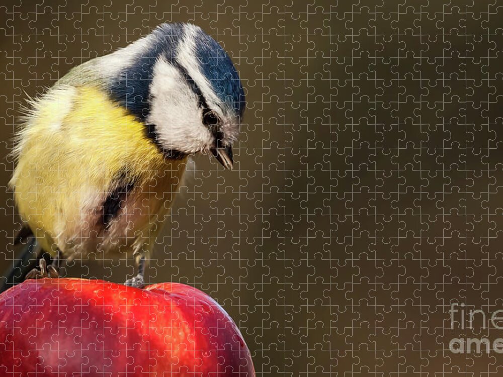 Bird Jigsaw Puzzle featuring the photograph Blue Tit Cyanistes caeruleus sat on a red apple looking down by Simon Bratt