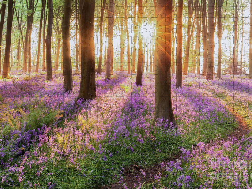 Bluebells Jigsaw Puzzle featuring the photograph Bluebell forest path at sunrise by Simon Bratt