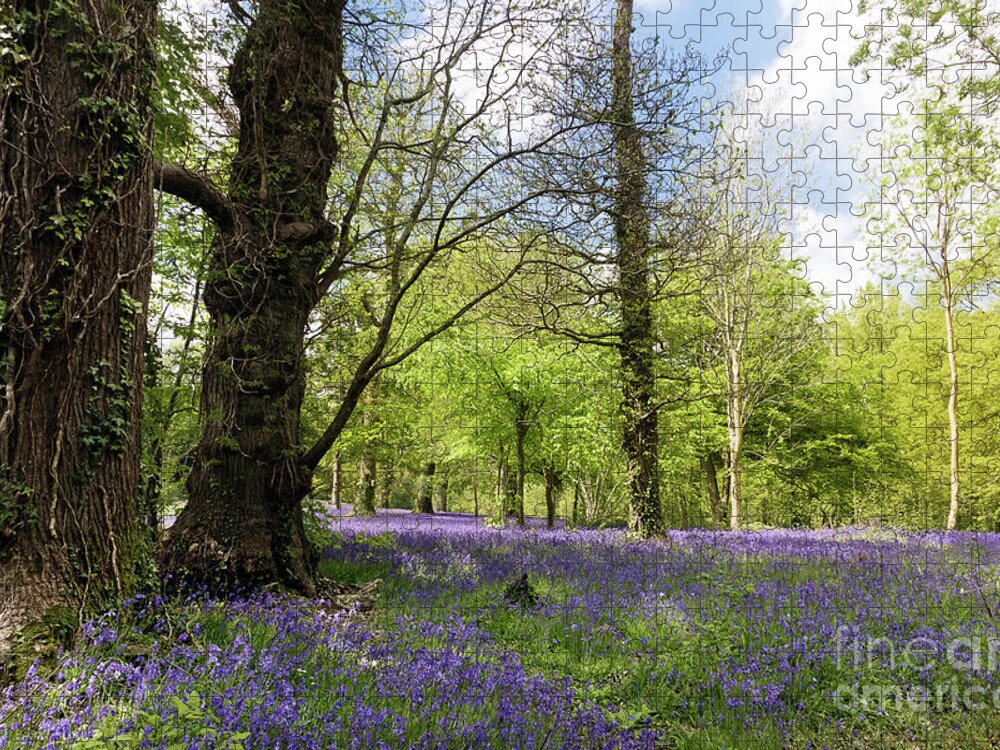 Bluebell Jigsaw Puzzle featuring the photograph Bluebell Season by Terri Waters