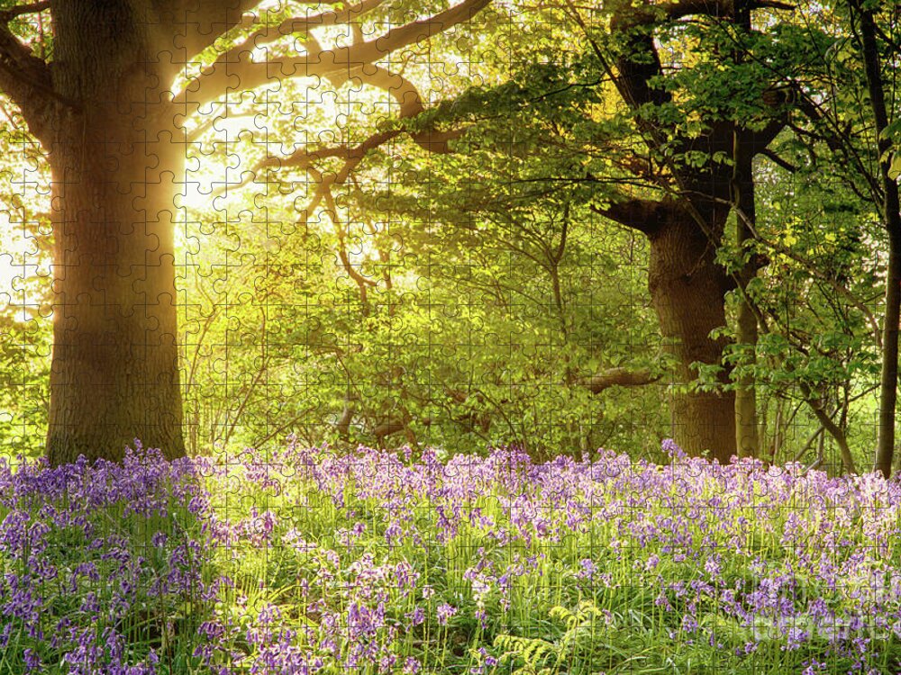 Bluebells Jigsaw Puzzle featuring the photograph Bluebell wood with magical morning sunrise by Simon Bratt