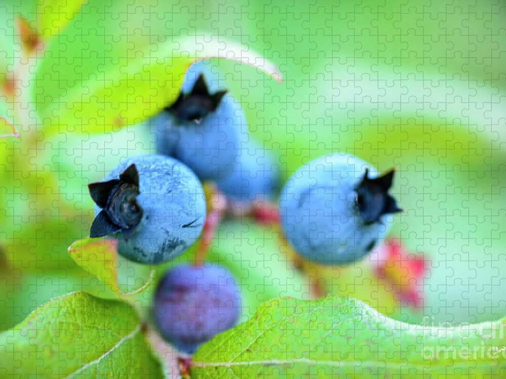Maine Wild Blueberries Jigsaw Puzzle featuring the photograph Blueberries Up Close by Alana Ranney