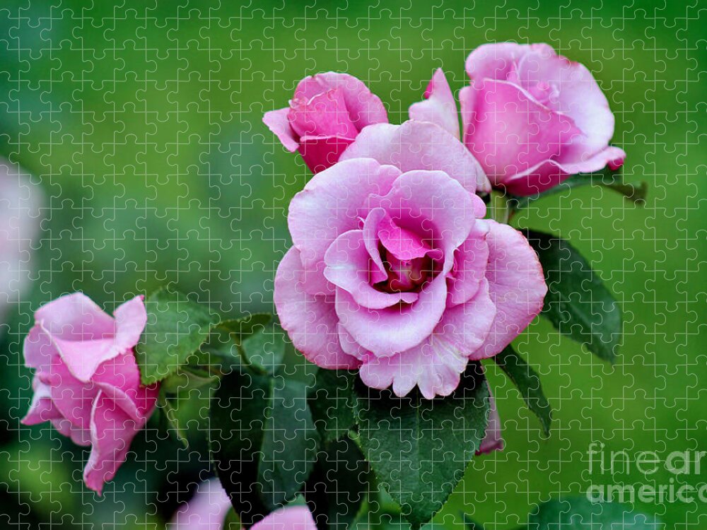 Lavender Jigsaw Puzzle featuring the photograph Blueberry Hill Roses by Karen Adams