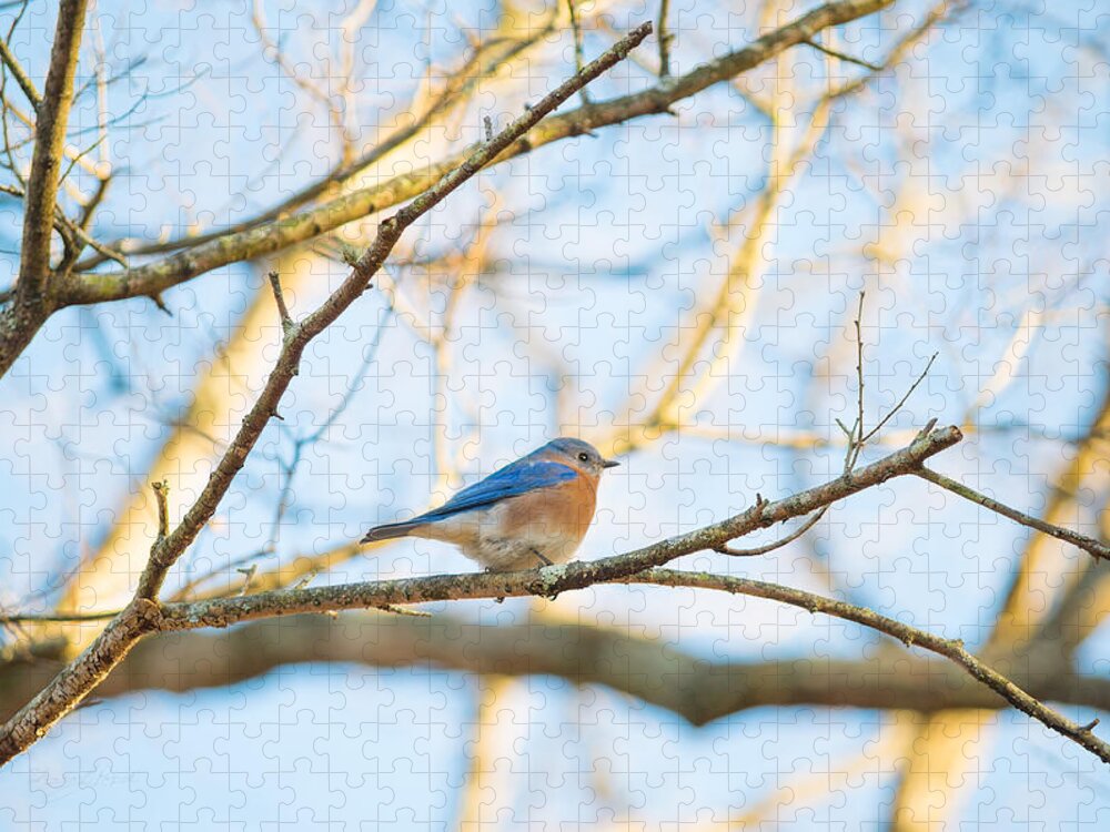 Bluebird In Tree Jigsaw Puzzle featuring the photograph Bluebird in Tree by Sharon Popek