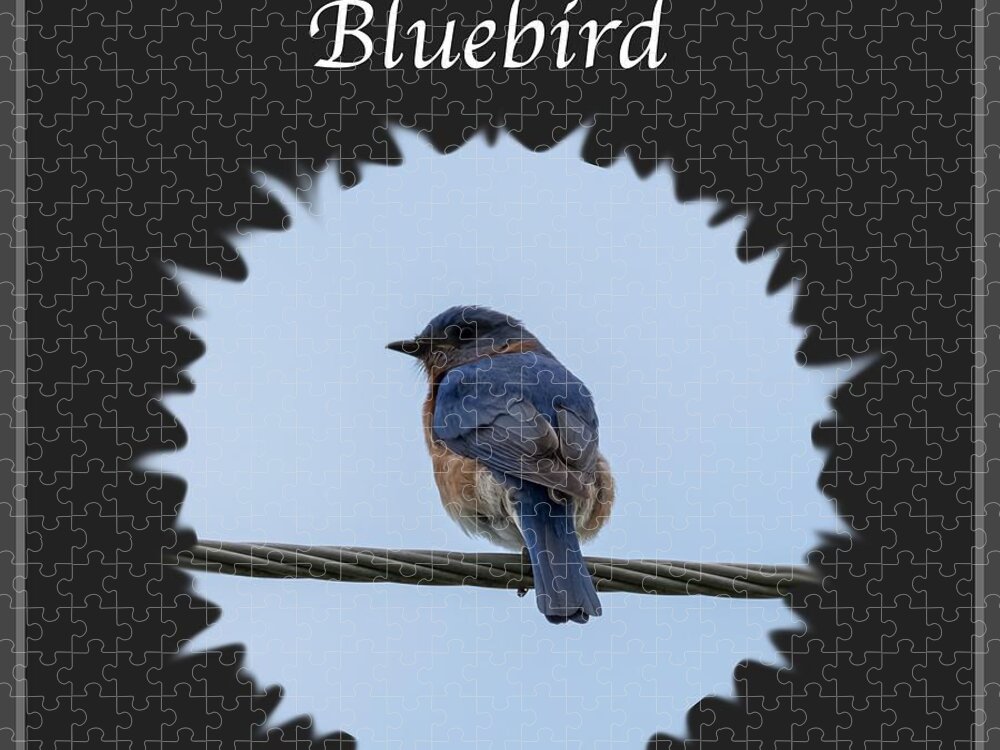 Eastern Bluebird Jigsaw Puzzle featuring the photograph Bluebird by Holden The Moment