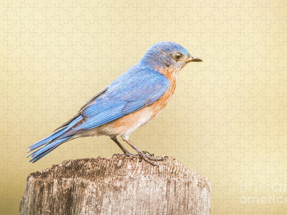 Nature Jigsaw Puzzle featuring the photograph Bluebird On Fence Post by Robert Frederick