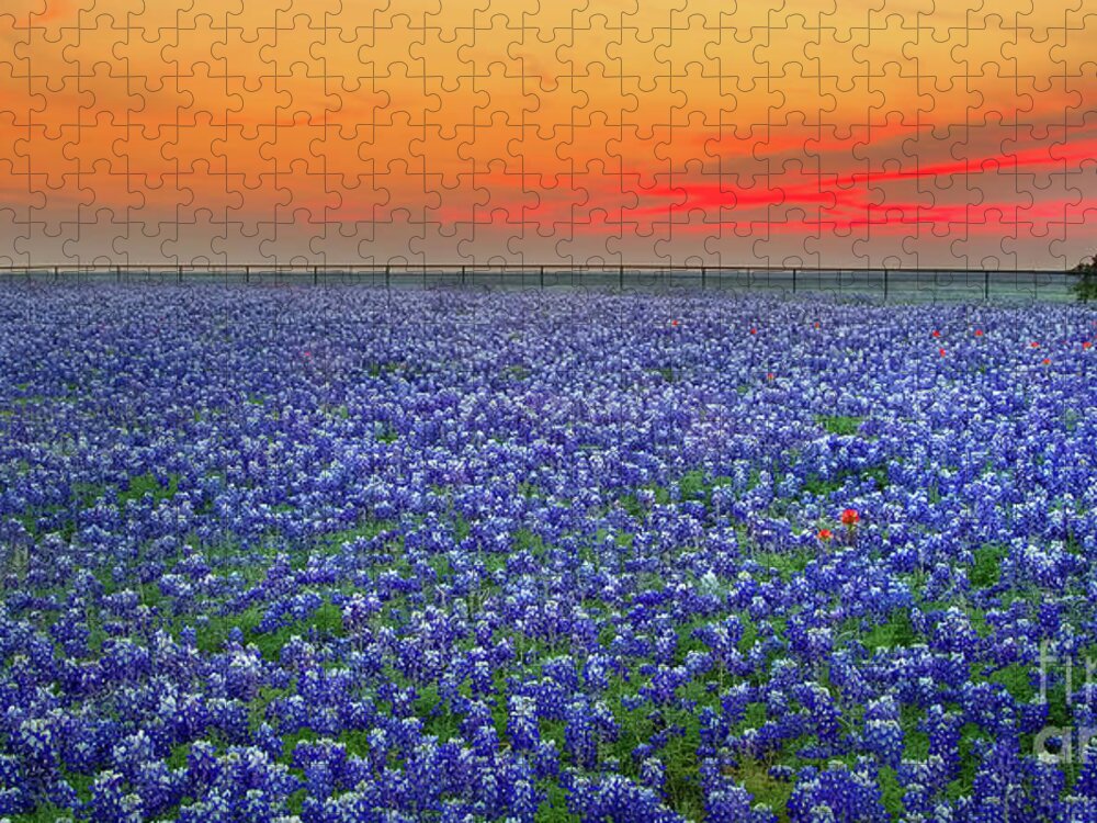Texas Bluebonnets Jigsaw Puzzle featuring the photograph Bluebonnet Sunset Vista - Texas landscape by Jon Holiday