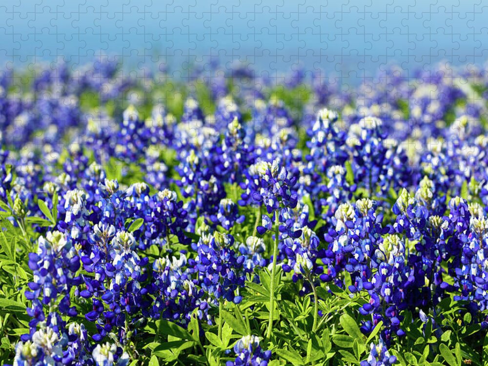 Austin Jigsaw Puzzle featuring the photograph Bluebonnets by Raul Rodriguez