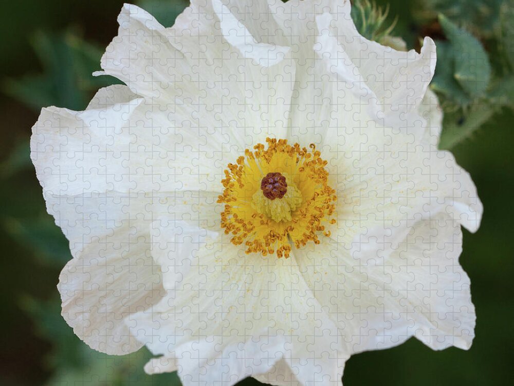 Pricklypoppy Jigsaw Puzzle featuring the photograph Bluestem Pricklypoppy by Paul Rebmann