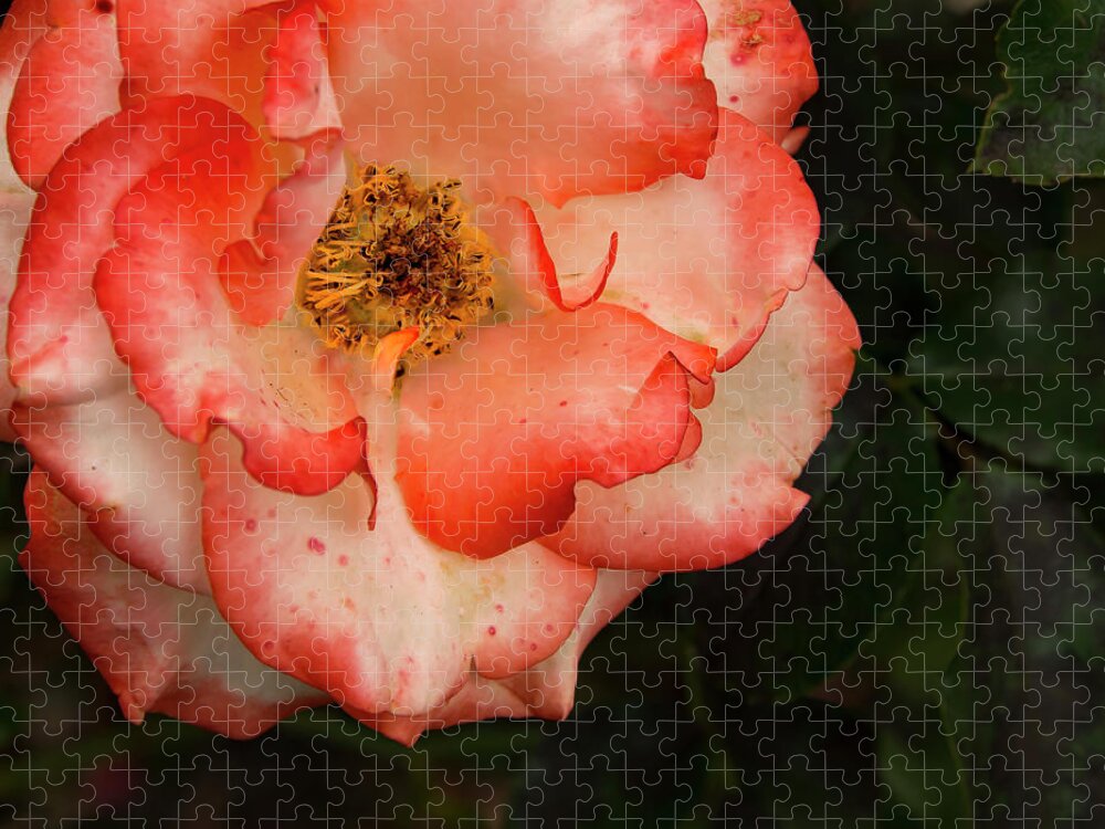 Garden Jigsaw Puzzle featuring the photograph Blushing Rose by Jean Noren