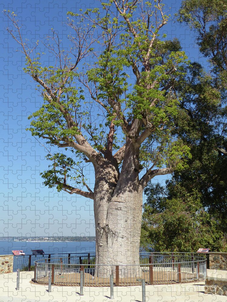 Boab Tree Jigsaw Puzzle featuring the photograph Boab Tree - Kings Park by Phil Banks