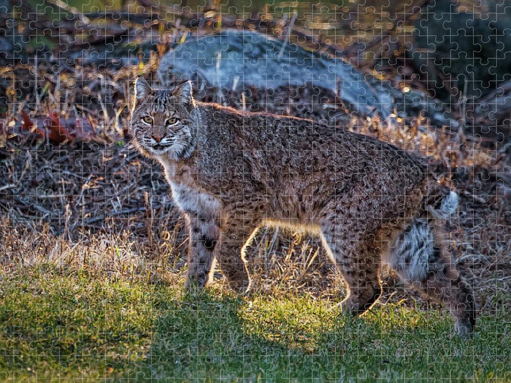 Bobcat Jigsaw Puzzle featuring the photograph Bobcat by Bill Wakeley
