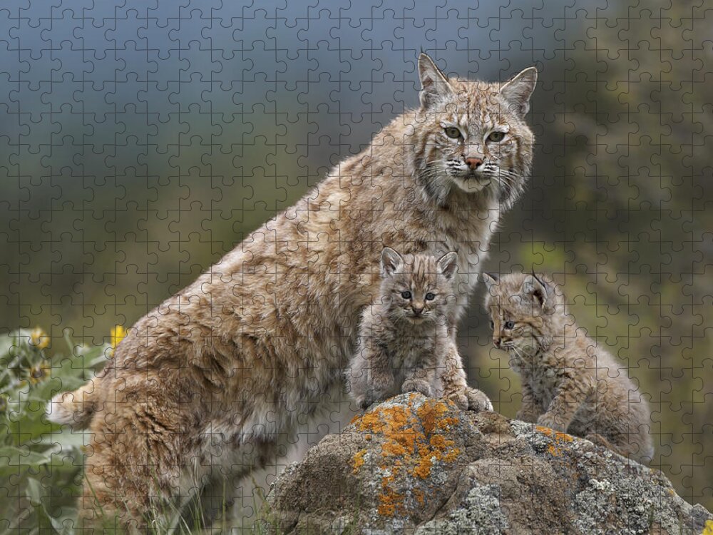 00177004 Jigsaw Puzzle featuring the photograph Bobcat Mother And Kittens North America by Tim Fitzharris