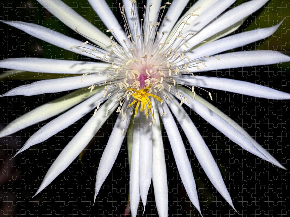 Cactus Flower Jigsaw Puzzle featuring the photograph Bold Cactus Flower by Kelley King