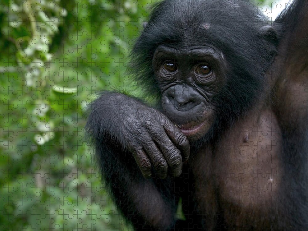 Mp Jigsaw Puzzle featuring the photograph Bonobo Pan Paniscus Juvenile Orphan by Cyril Ruoso
