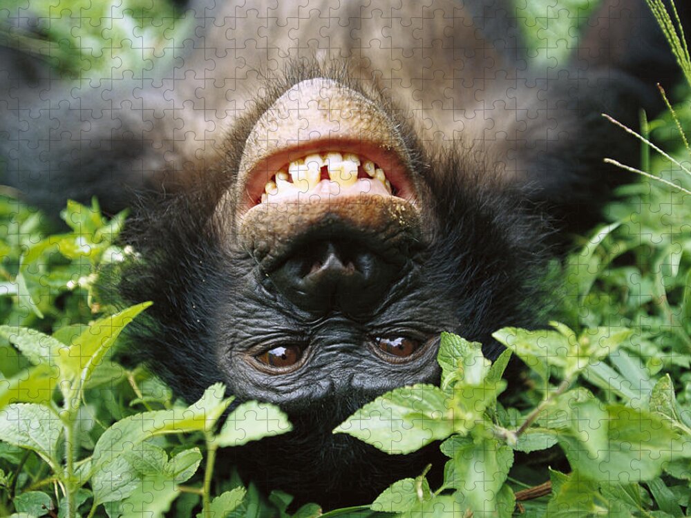 #faatoppicks Jigsaw Puzzle featuring the photograph Bonobo Smiling by Cyril Ruoso