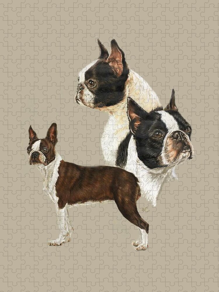 https://render.fineartamerica.com/images/rendered/default/flat/puzzle/images/artworkimages/medium/1/boston-terrier-again-barbara-keith.jpg?&targetx=72&targety=124&imagewidth=605&imageheight=752&modelwidth=750&modelheight=1000&backgroundcolor=BEB39F&orientation=1&producttype=puzzle-18-24&brightness=528&v=6