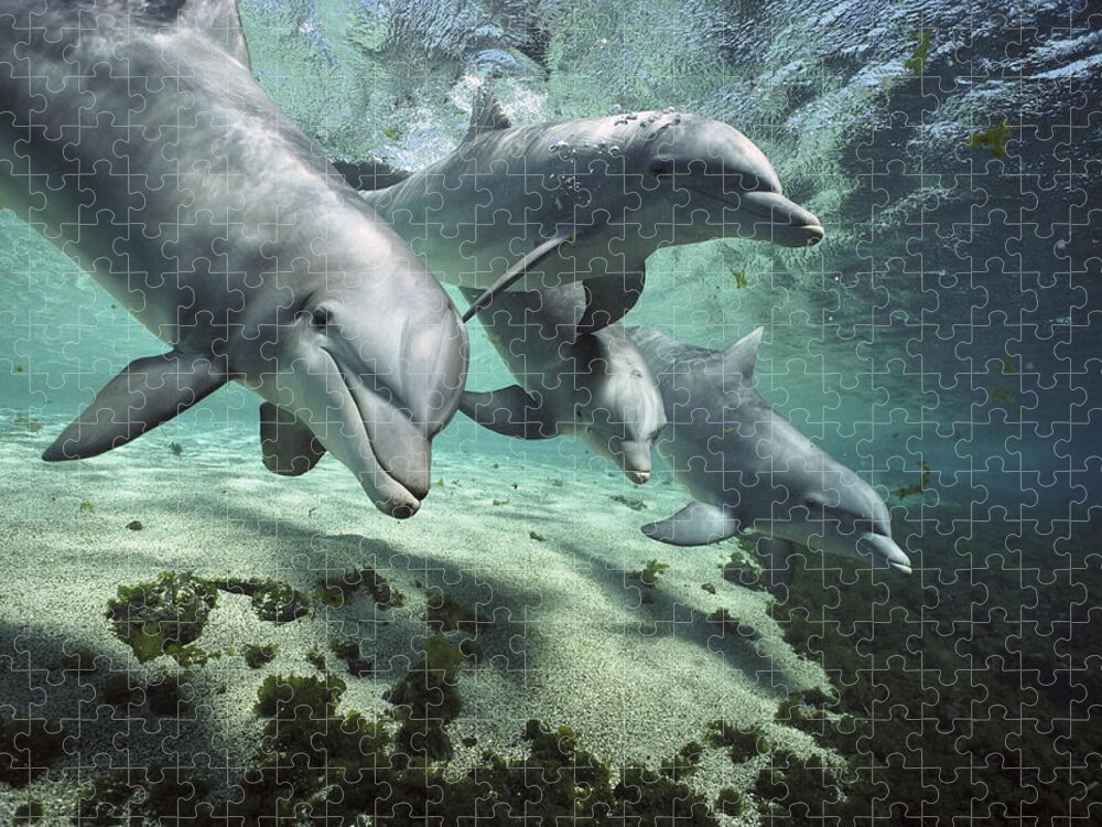 00082400 Jigsaw Puzzle featuring the photograph Four Bottlenose Dolphins Hawaii by Flip Nicklin