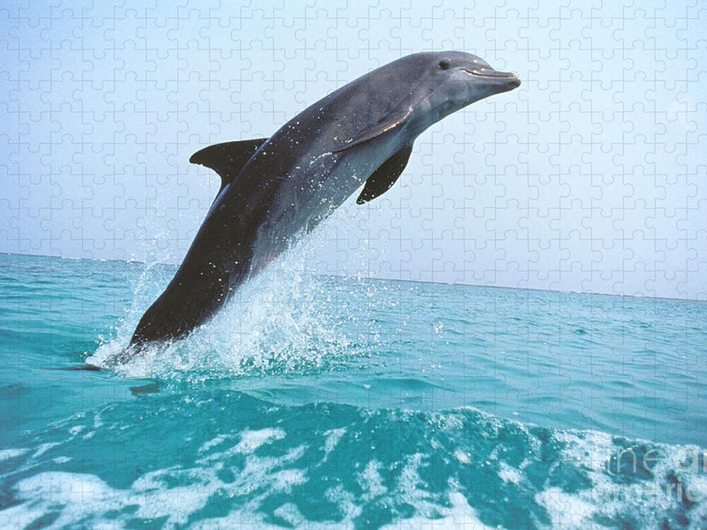 Adult Jigsaw Puzzle featuring the photograph Bottlenose Dolphin Tursiops Truncatus by Gerard Lacz