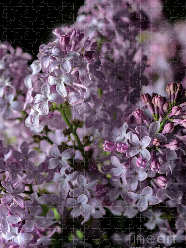 Lilacs Jigsaw Puzzle featuring the photograph Bouquet of Lilacs II by Tamara Becker
