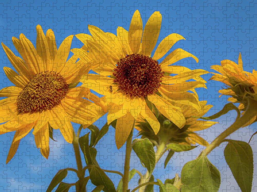 Asteraceae Jigsaw Puzzle featuring the photograph Bouquet of Sunshine 0692 by Kristina Rinell