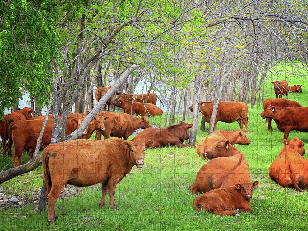 Spring Jigsaw Puzzle featuring the photograph Bovine Relaxation by Lynn Bauer
