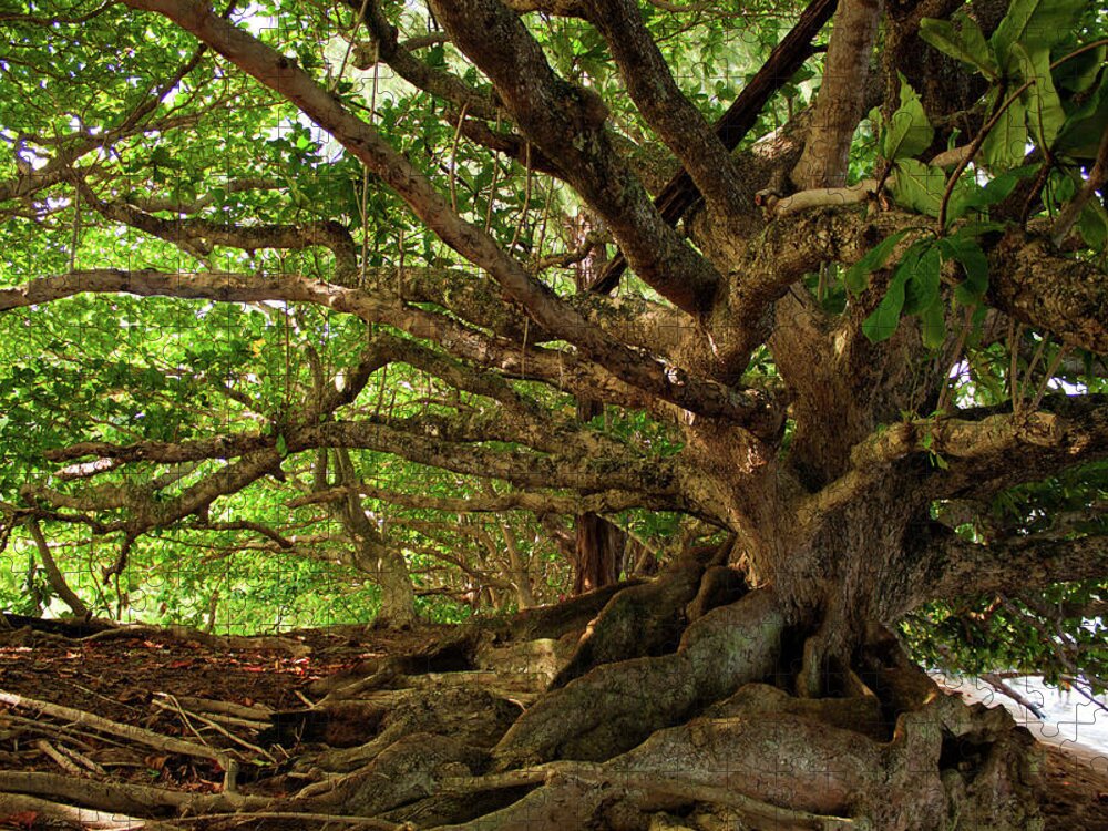 Branches Jigsaw Puzzle featuring the photograph Branches And Roots by James Eddy