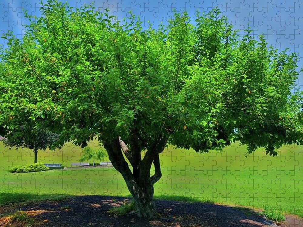 Tree Jigsaw Puzzle featuring the photograph Branching Out by Dani McEvoy