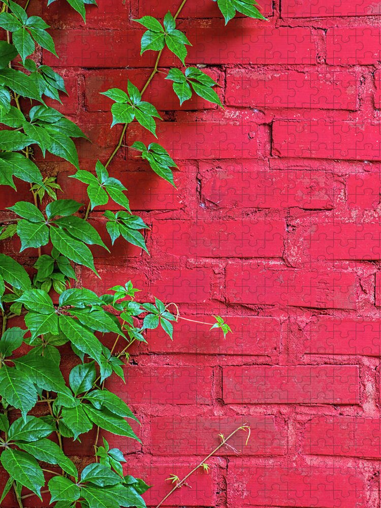 Old Jigsaw Puzzle featuring the photograph Brick and Vines by Richard Rizzo